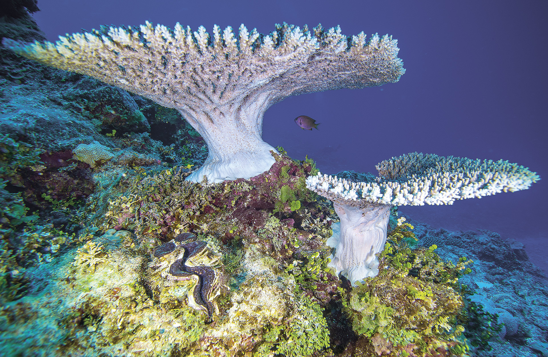 Pristine Seas: Μια σύγχρονη Αργοναυτική Εκστρατεία για τη σωτηρία του Ειρηνικού Ωκεανού-8