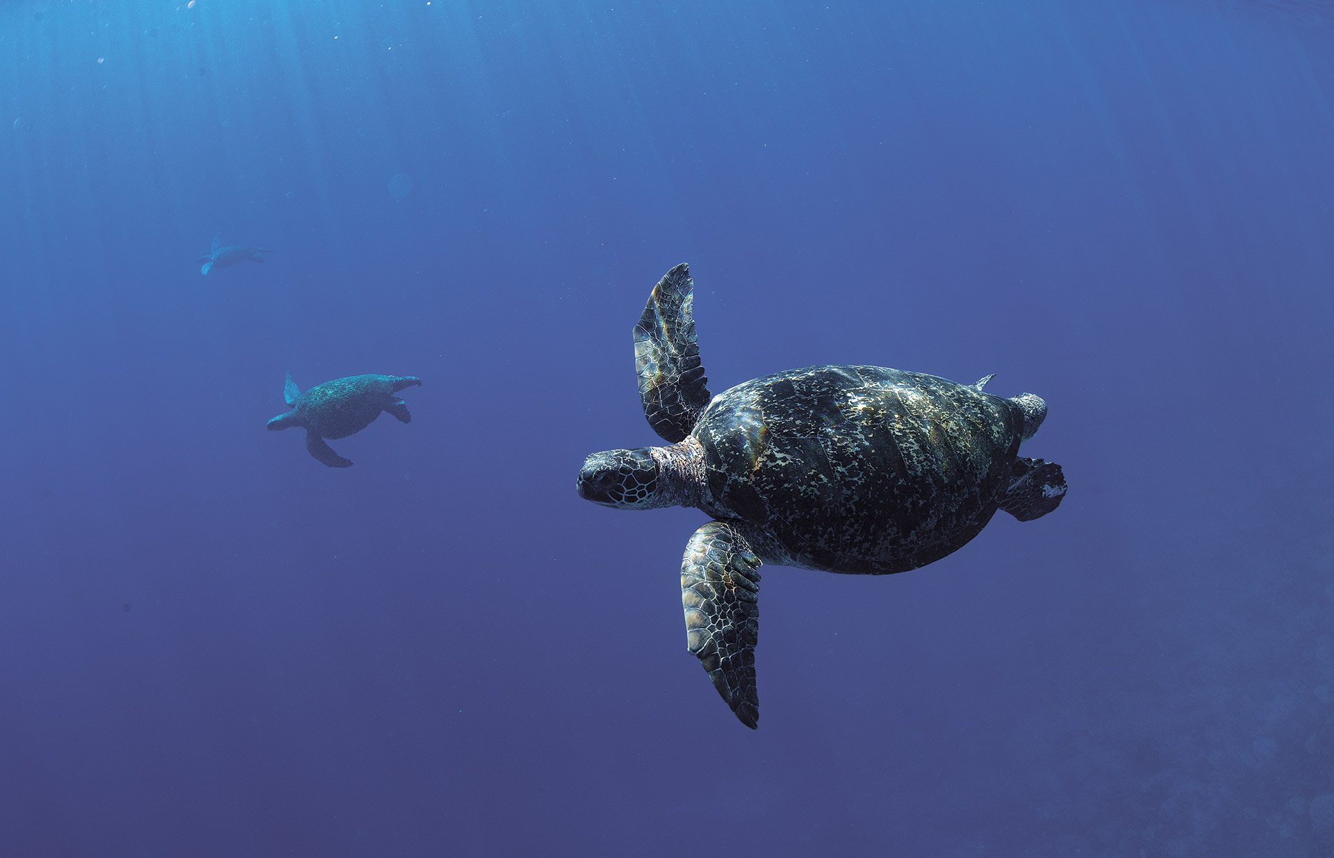 Pristine Seas: Μια σύγχρονη Αργοναυτική Εκστρατεία για τη σωτηρία του Ειρηνικού Ωκεανού-10