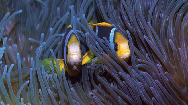 pristine-seas-μια-σύγχρονη-αργοναυτική-εκστρατε-562568989