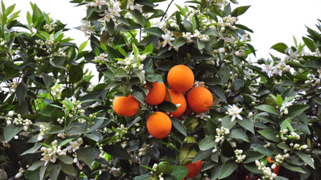 η-τέλεια-καταιγίδα-στις-καλλιέργει-562565719