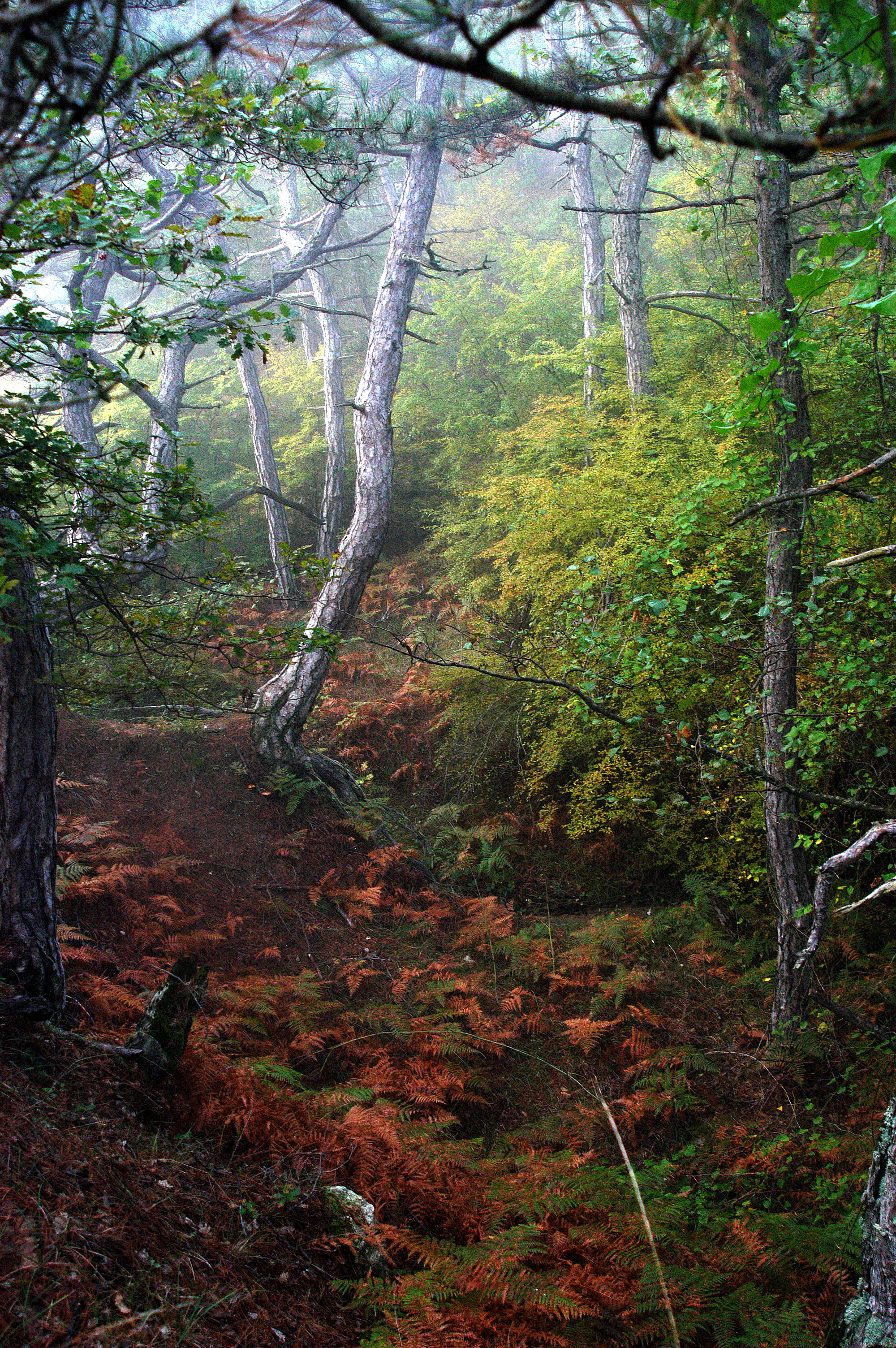 Οι φλόγες «καταπίνουν» ένα από τα τελευταία καταφύγια αρπακτικών πουλιών στην Ευρώπη-1