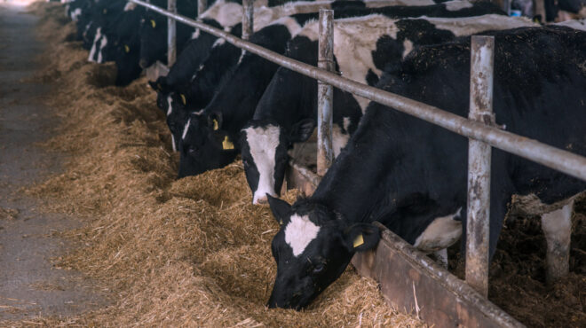 τα-βακτήρια-που-μπορούν-να-επιβραδύνο-562577785