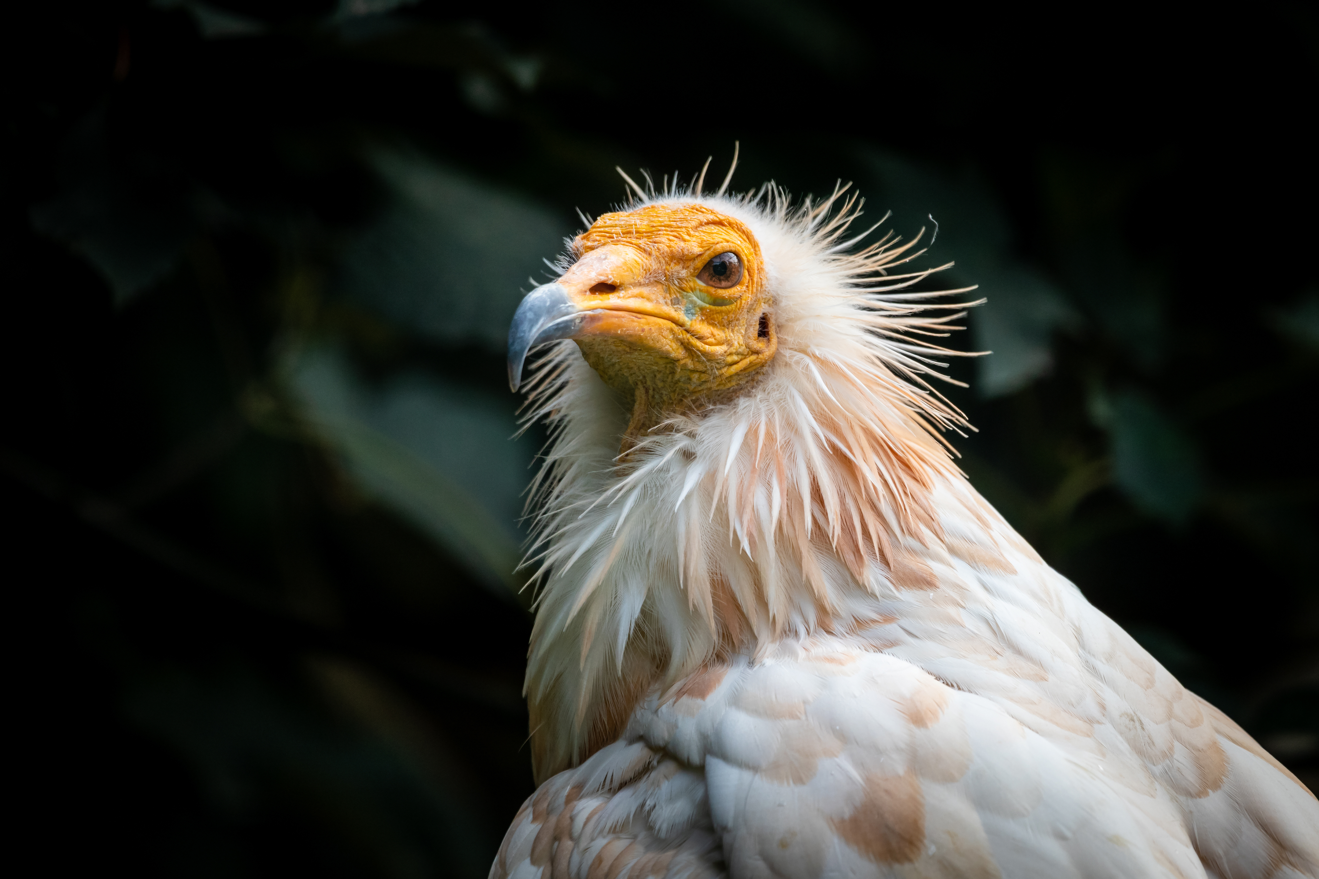 Οι φλόγες «καταπίνουν» ένα από τα τελευταία καταφύγια αρπακτικών πουλιών στην Ευρώπη-4