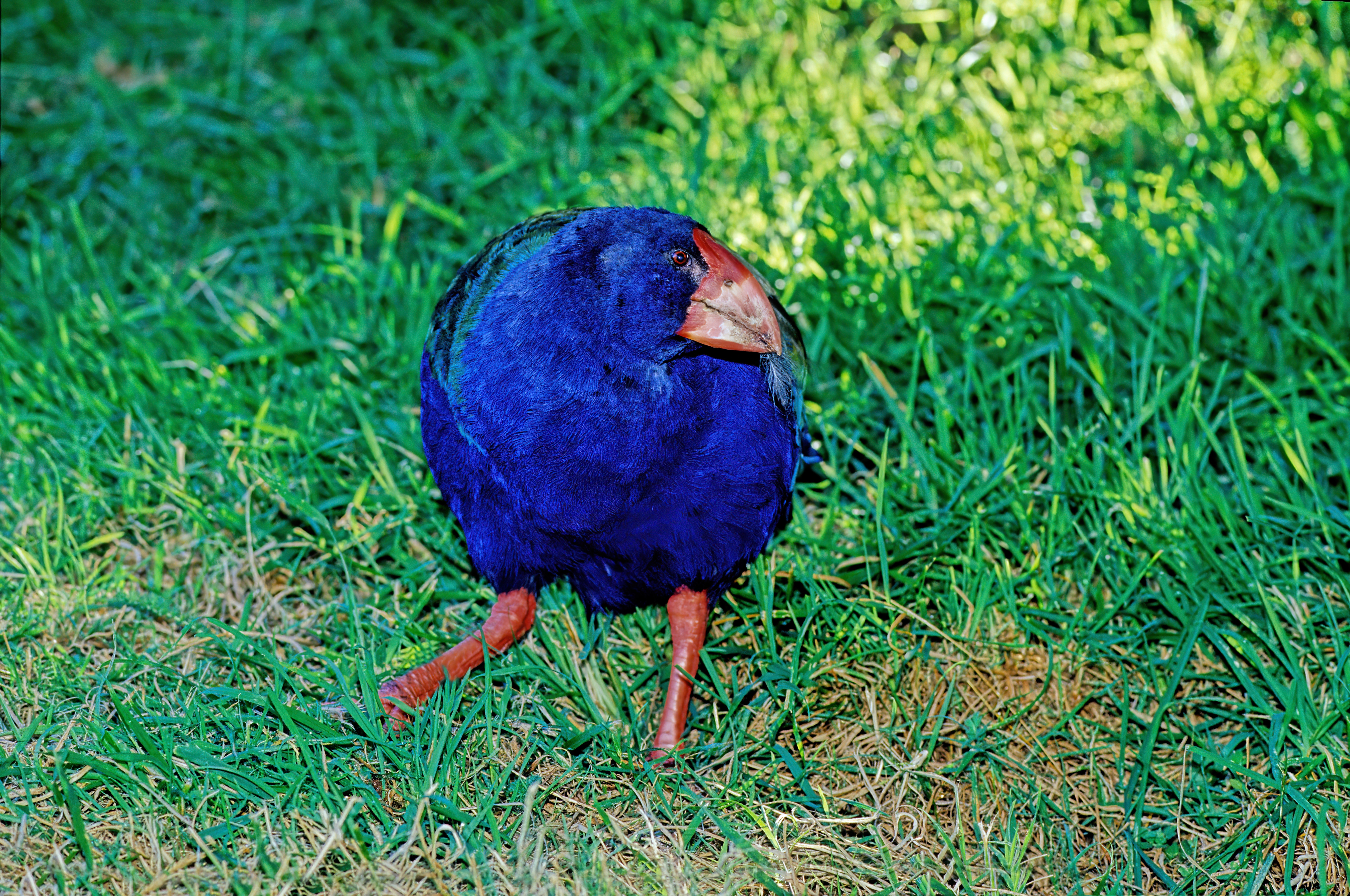 Προϊστορικό πτηνό, εξαφανισμένο για έναν αιώνα, επιστρέφει στη Νέα Ζηλανδία-1