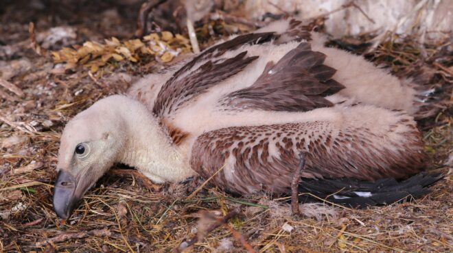 γιατί-πεθαίνουν-οι-γύπες-στην-κρήτη-562554148