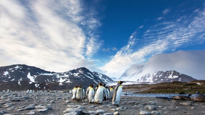 ανταρκτική-10-000-νεοσσοί-αυτοκρατορικών-562581508