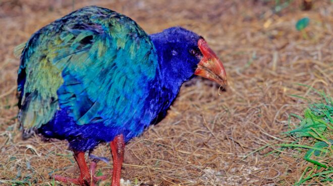 προϊστορικό-πτηνό-εξαφανισμένο-για-έ-562587772