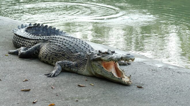κίνα-πάνω-από-70-κροκόδειλοι-ξέφυγαν-απ-562613683