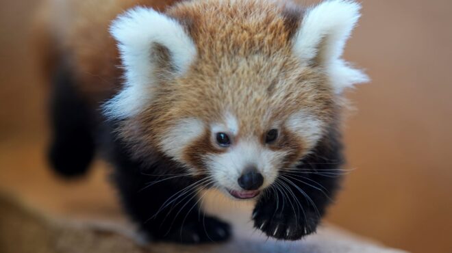 γεννητούρια-στο-αττικό-πάρκο-ενα-σπάν-562631134