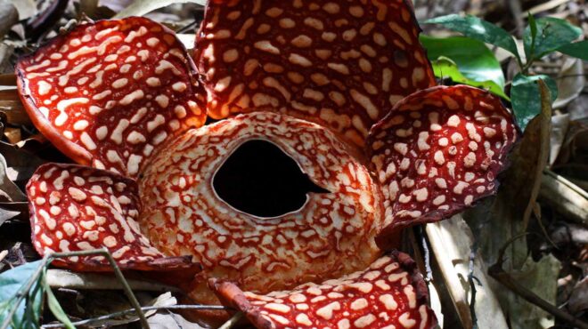 λουλούδι-πτώμα-to-μεγαλύτερο-και-πι-562643605