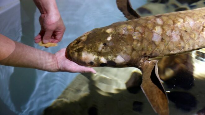 μαθουσάλα-εφτασε-στις-ηπα-το-1938-σήμερ-562635019