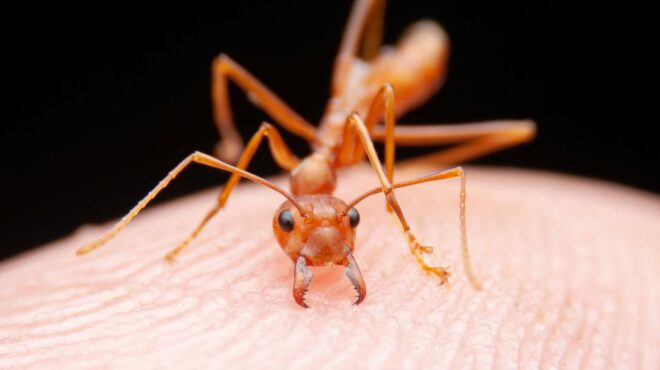 στην-ευρώπη-ένα-από-τα-πιο-χωροκατακτη-562611754
