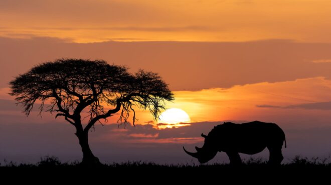 ο-παγκόσμιος-πληθυσμός-ρινόκερων-ανα-562631542