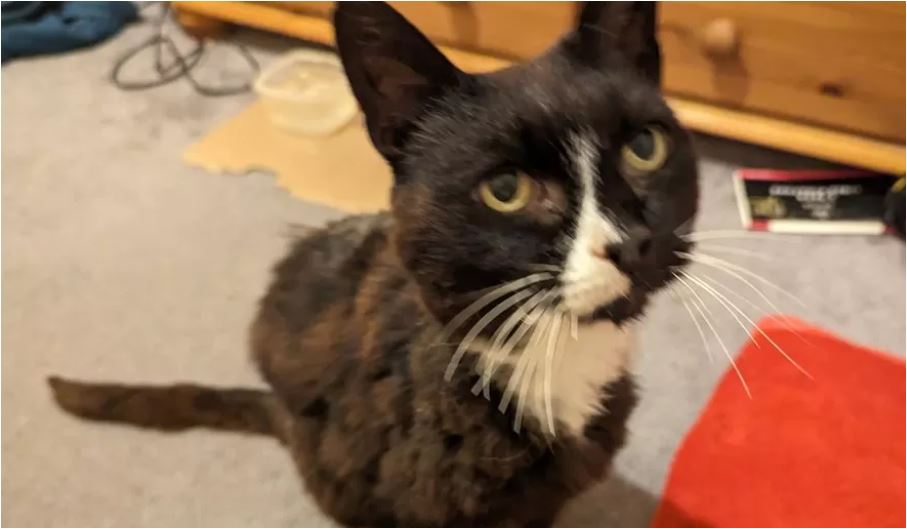 Βρήκε τη γάτα της μετά από 11 χρόνια – «Είμαι ακόμα σε σοκ»-1