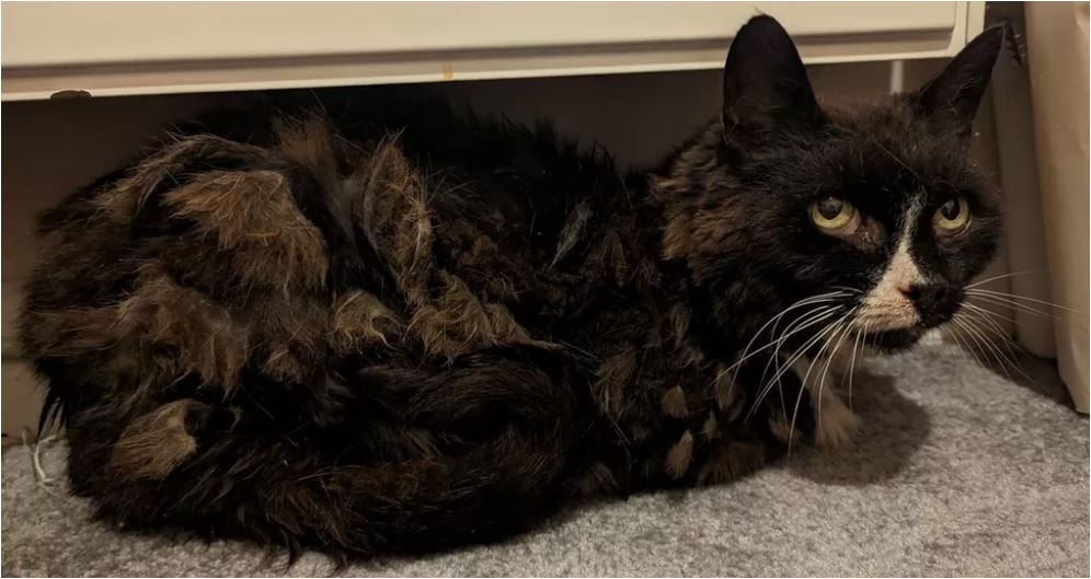 Βρήκε τη γάτα της μετά από 11 χρόνια – «Είμαι ακόμα σε σοκ»-2