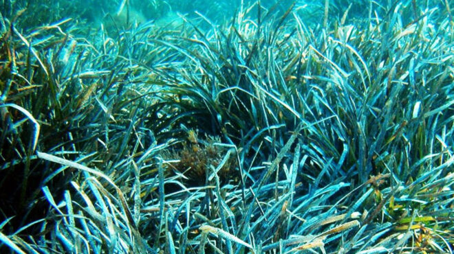 οι-άγκυρες-απειλούν-τα-λιβάδια-ποσειδ-562636726