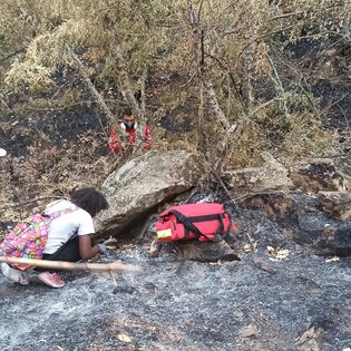 Φροντίζοντας πληγωμένα ζώα στο καμένο δάσος της Δαδιάς-3