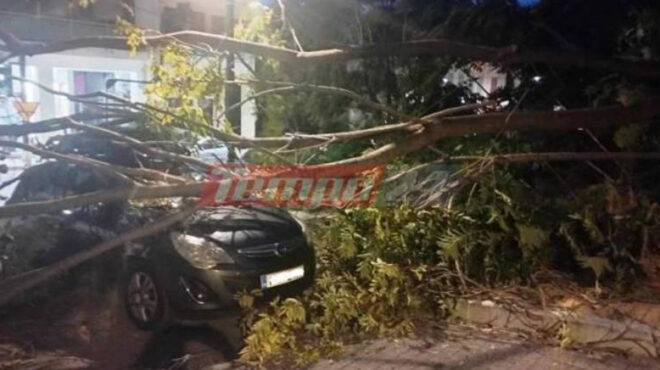 πάτρα-τραυματίας-από-πτώση-δέντρου-562645363