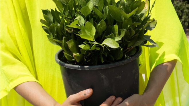 λαγομηλιά-το-σημαντικό-φαρμακευτικό-562618618