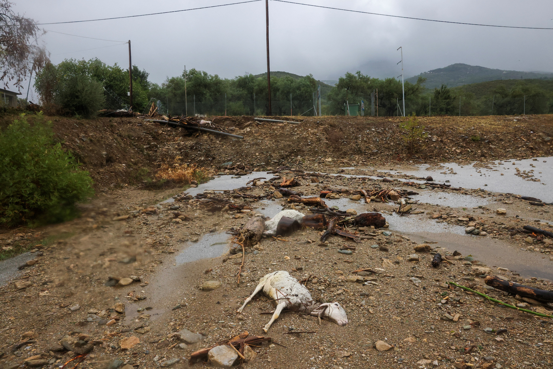 Η επόμενη μέρα στον Κάμπο: «Θα πάρει χρόνια αλλά θα ξαναστήσουμε τη φάρμα μας»-5
