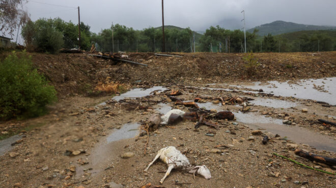 κακοκαιρία-daniel-ξεκίνησε-η-περισυλλογή-τ-562609234