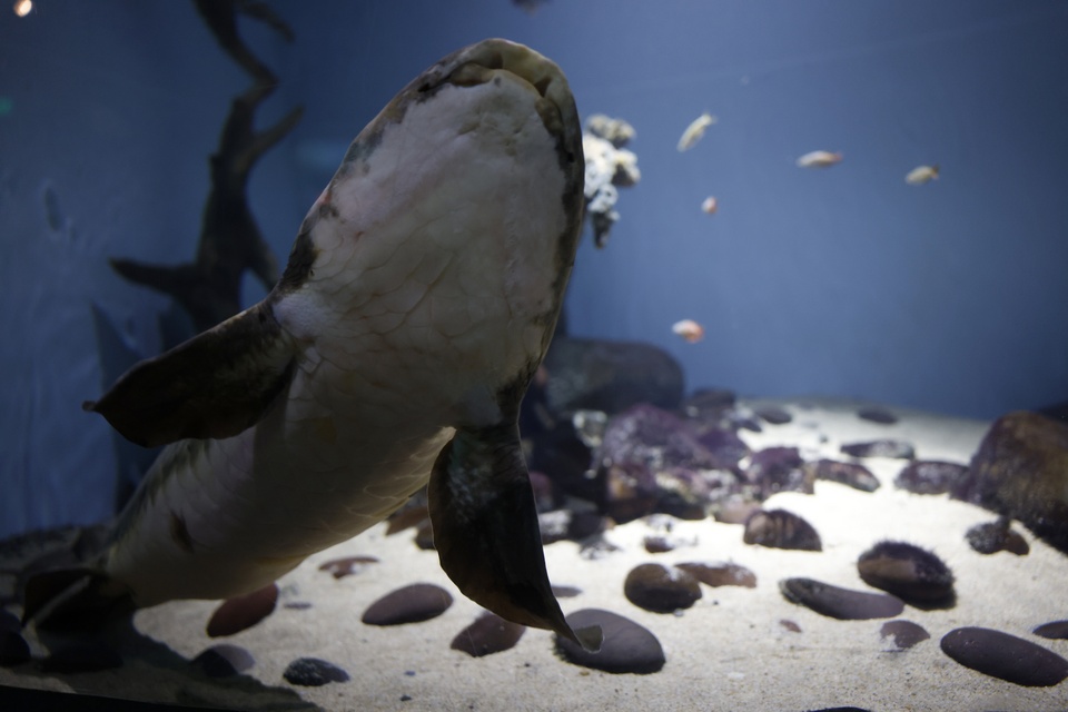 Μαθουσάλα: Εφτασε στις ΗΠΑ το 1938 – Σήμερα είναι το γηραιότερο ψάρι σε αιχμαλωσία-1