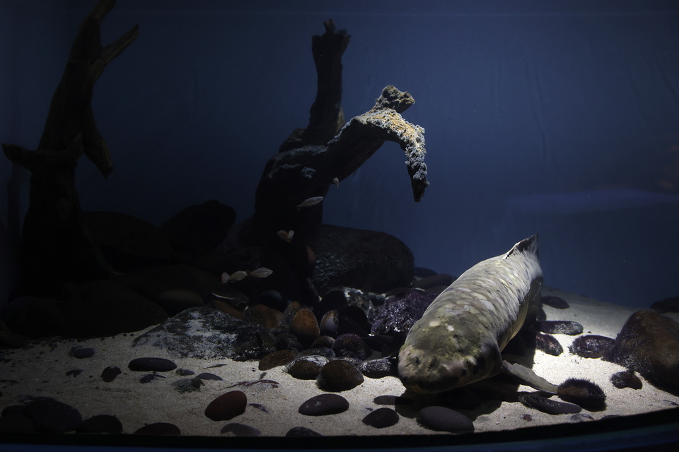 Μαθουσάλα: Εφτασε στις ΗΠΑ το 1938 – Σήμερα είναι το γηραιότερο ψάρι σε αιχμαλωσία-3