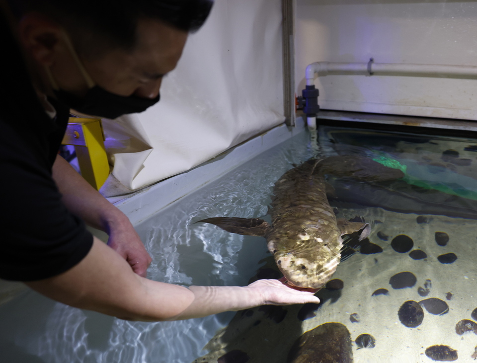 Μαθουσάλα: Εφτασε στις ΗΠΑ το 1938 – Σήμερα είναι το γηραιότερο ψάρι σε αιχμαλωσία-2