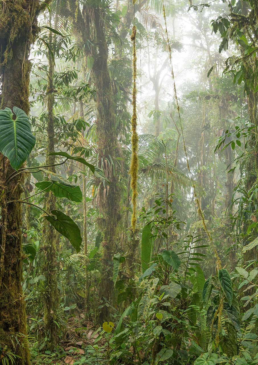Κι αν τα δάση και τα ποτάμια είχαν νομικά δικαιώματα;-4