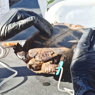 Φροντίζοντας πληγωμένα ζώα στο καμένο δάσος της Δαδιάς-6