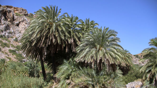 κρήτη-το-κόκκινο-σκαθάρι-απειλεί-το-φο-562594096