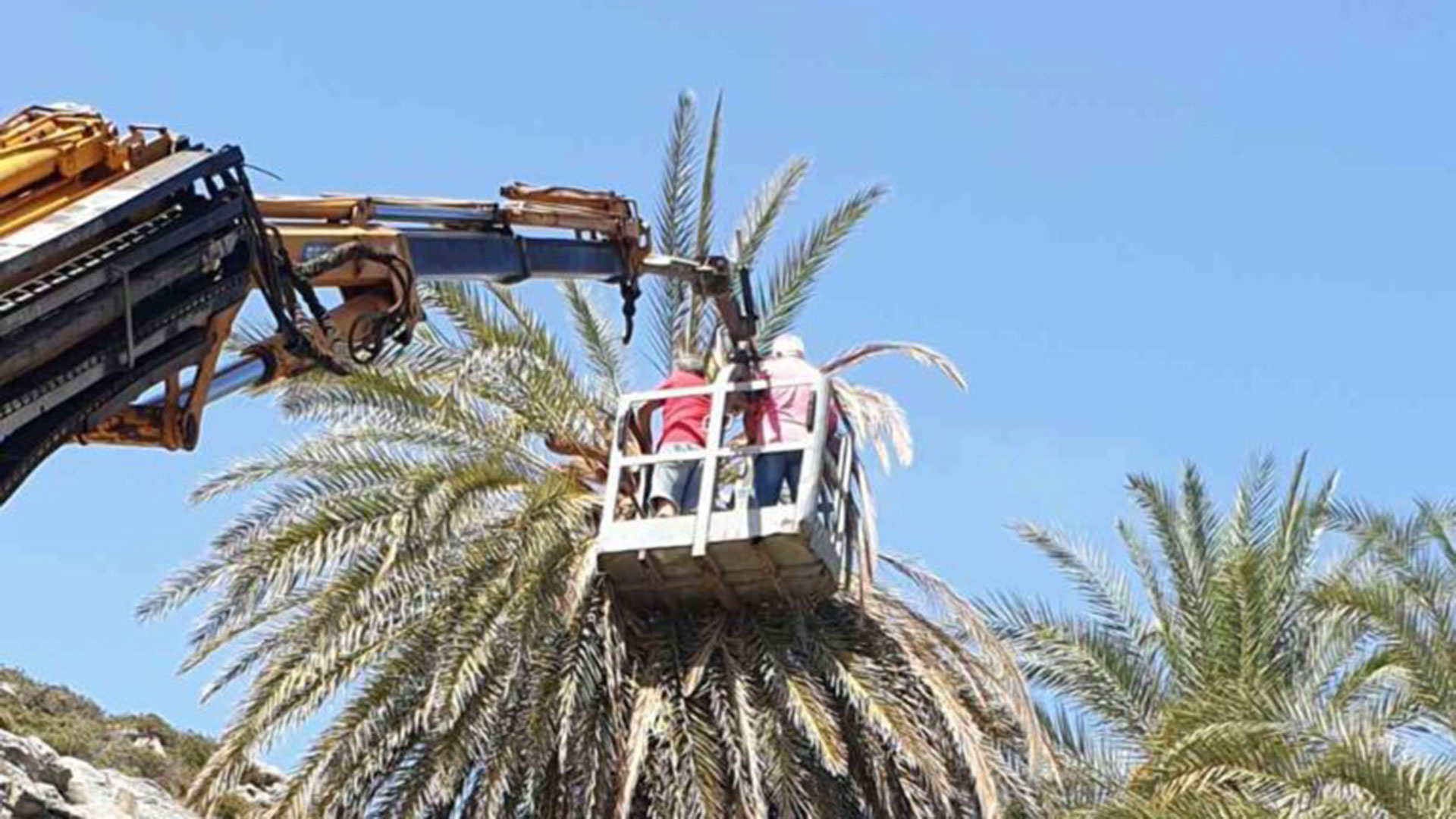 Κρήτη: Το κόκκινο σκαθάρι απειλεί το φοινικόδασος Βάι-2