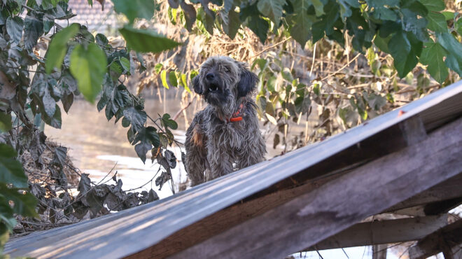 15χρονη-ερωτεύεται-γάτο-ηλικιωμένος-σώ-562616974