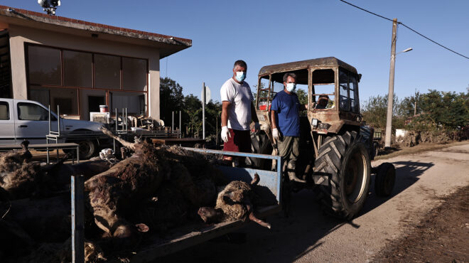 ολο-το-βράδυ-μαζεύαμε-νεκρά-πρόβατα-ν-562616131