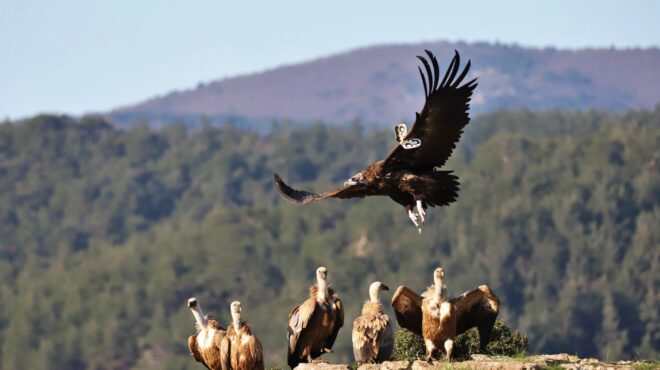 χορεύοντας-με-τους-γύπες-στην-καμένη-δ-562633048