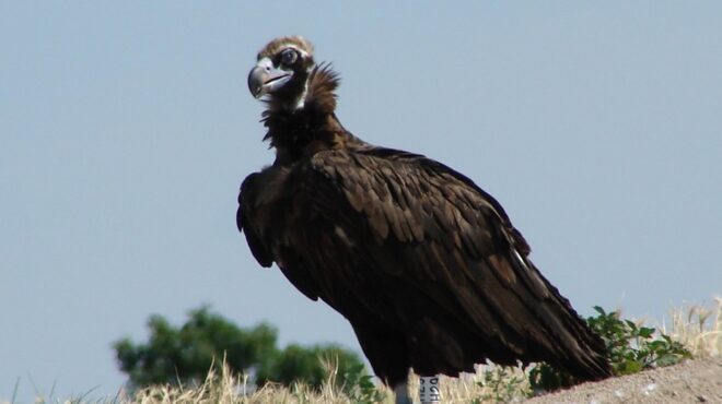 δαδιά-τεράστια-η-οικολογική-καταστρο-562597939