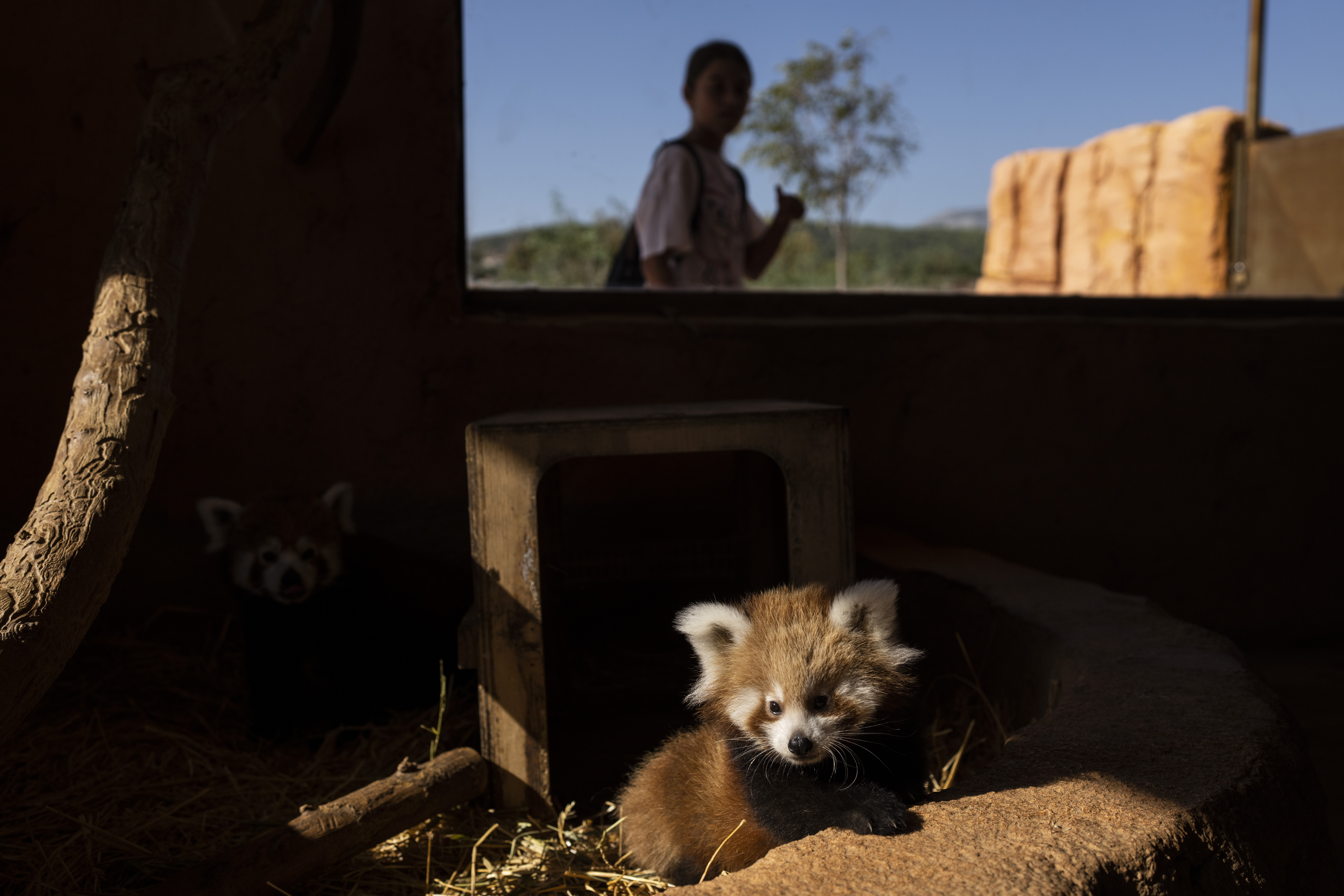 Γεννητούρια στο Αττικό Πάρκο: Ενα σπάνιο, νεογέννητο κόκκινο πάντα που κλέβει καρδιές-3