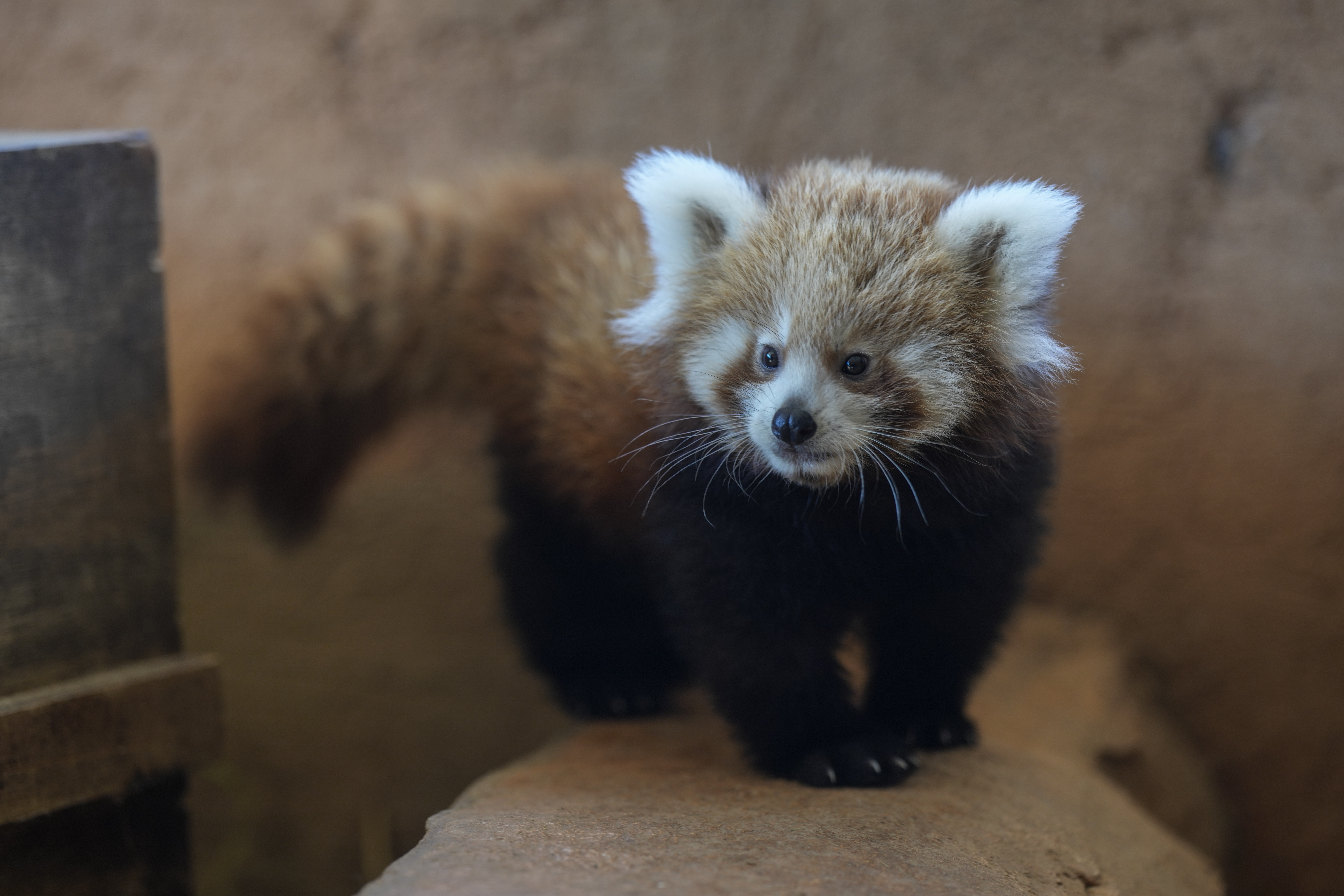 Γεννητούρια στο Αττικό Πάρκο: Ενα σπάνιο, νεογέννητο κόκκινο πάντα που κλέβει καρδιές-4
