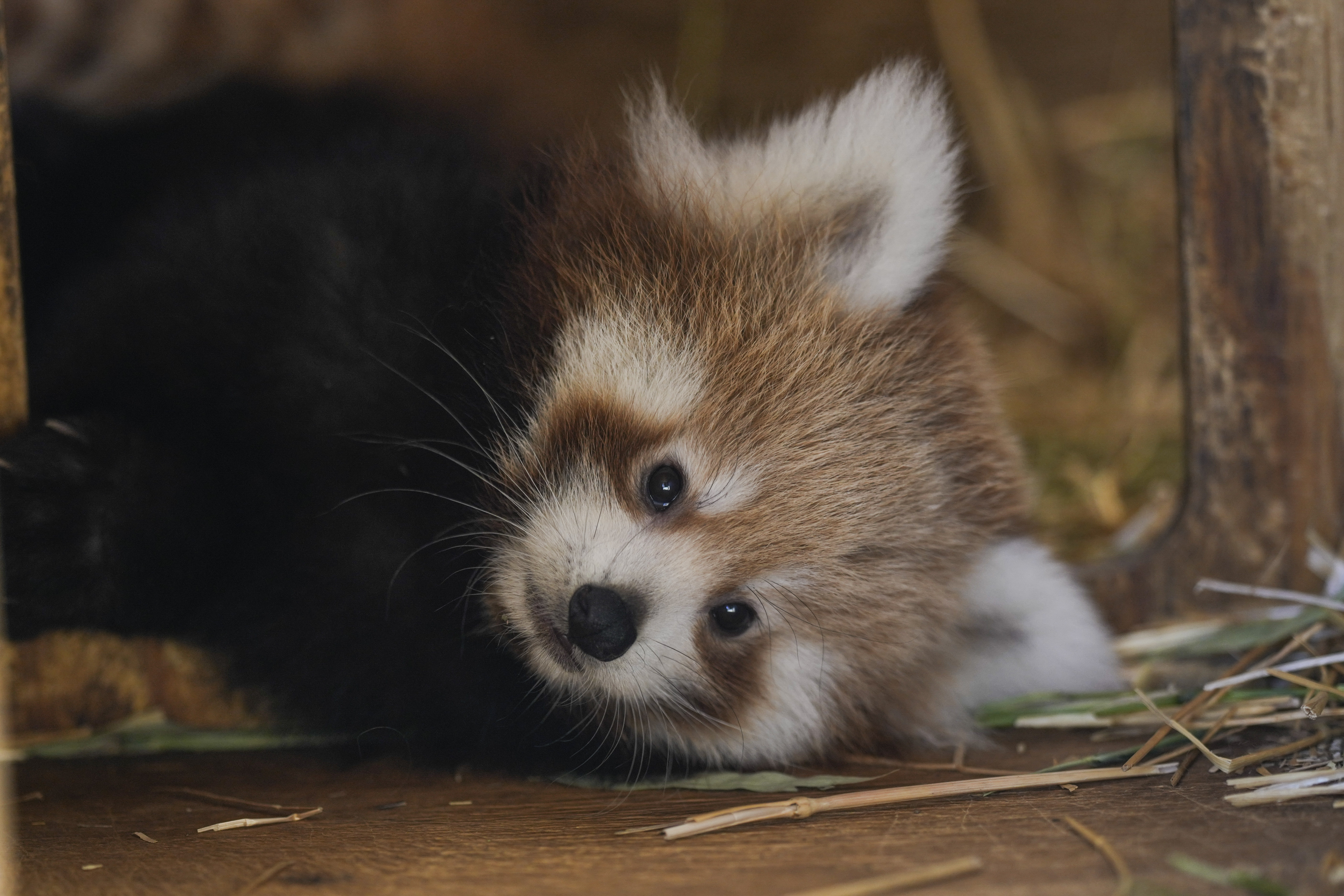 Γεννητούρια στο Αττικό Πάρκο: Ενα σπάνιο, νεογέννητο κόκκινο πάντα που κλέβει καρδιές-1