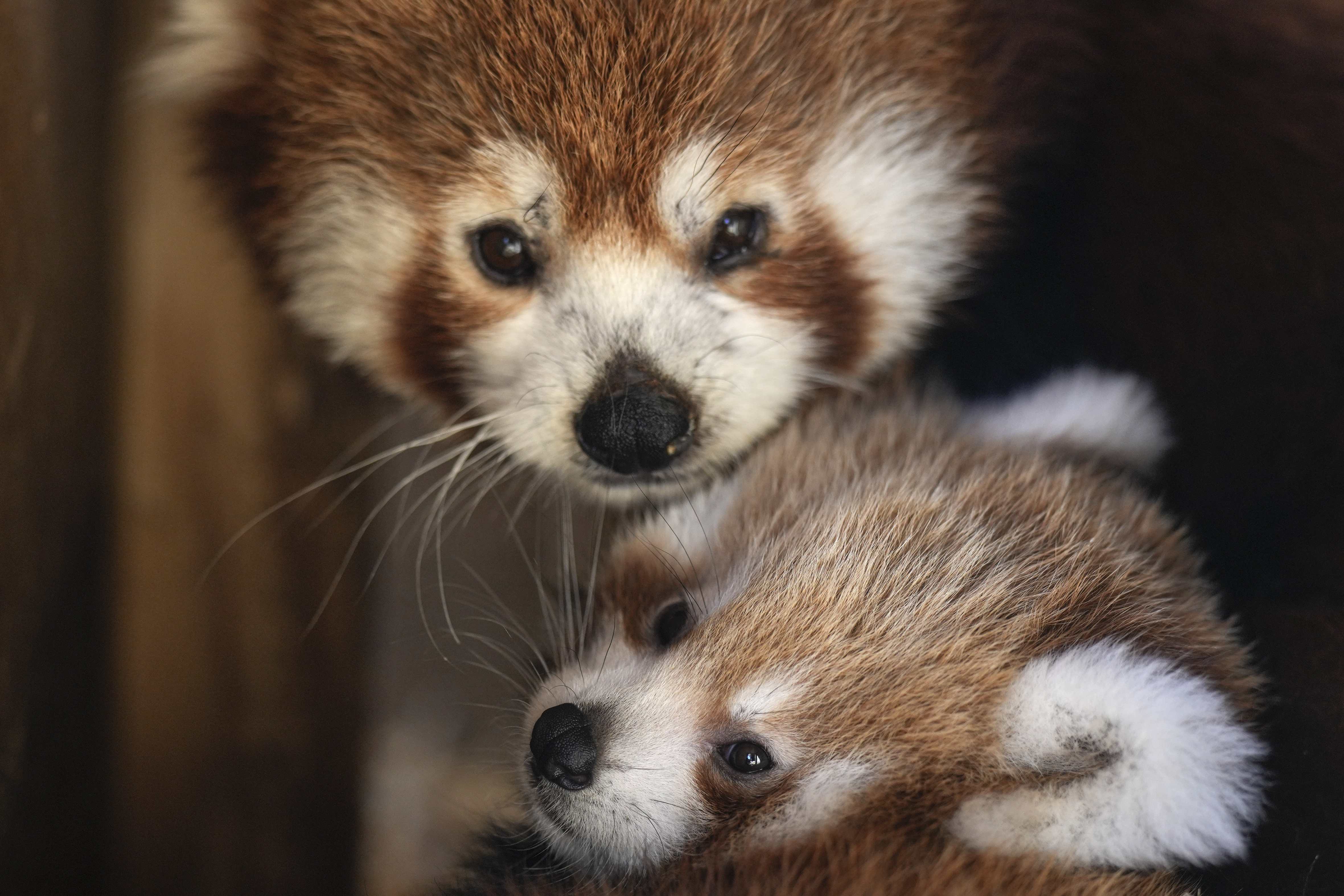 Γεννητούρια στο Αττικό Πάρκο: Ενα σπάνιο, νεογέννητο κόκκινο πάντα που κλέβει καρδιές-2