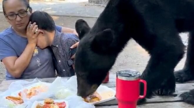 αρκούδα-μυρίστηκε-τάκος-και-αυτοπρο-562639009