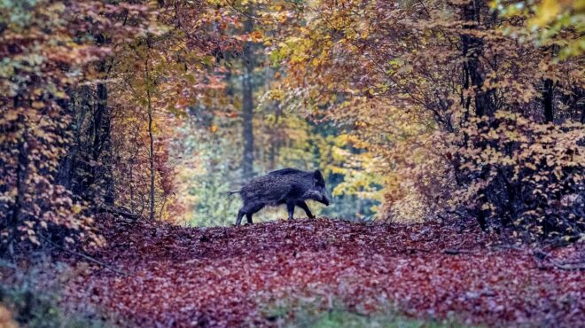 γιατί-τα-αγριογούρουνα-είναι-ακόμη-ρ-562597090
