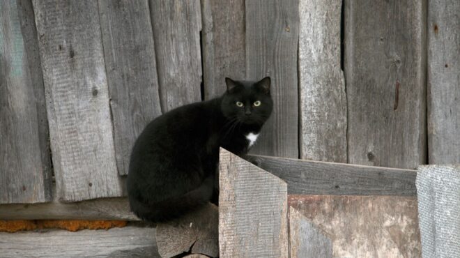βρήκε-τη-γάτα-της-μετά-από-11-χρόνια-εί-562636714
