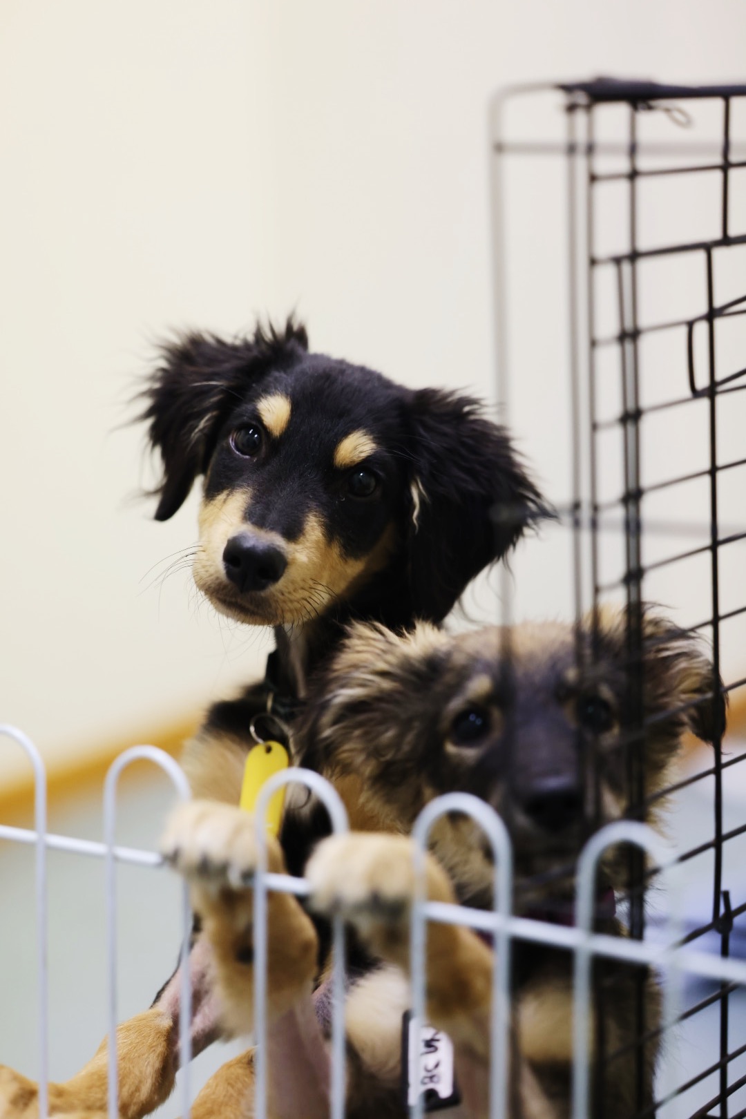 Από τον εφιάλτη των πυρκαγιών στην αγκαλιά μιας οικογένειας-12