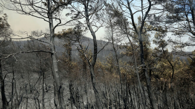 πυρκαγιά-στον-εβρο-αγώνας-δρόμου-για-ν-562598764