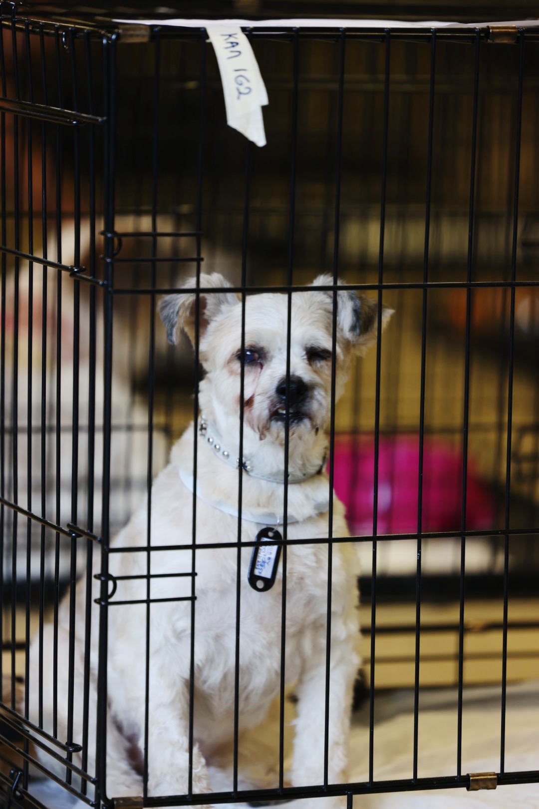 Από τον εφιάλτη των πυρκαγιών στην αγκαλιά μιας οικογένειας-11