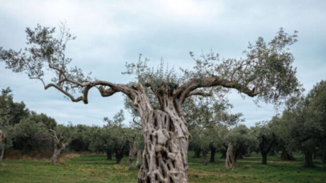 επιμένουμε-ελληνικά-επιμένουμε-εβρί-562617814