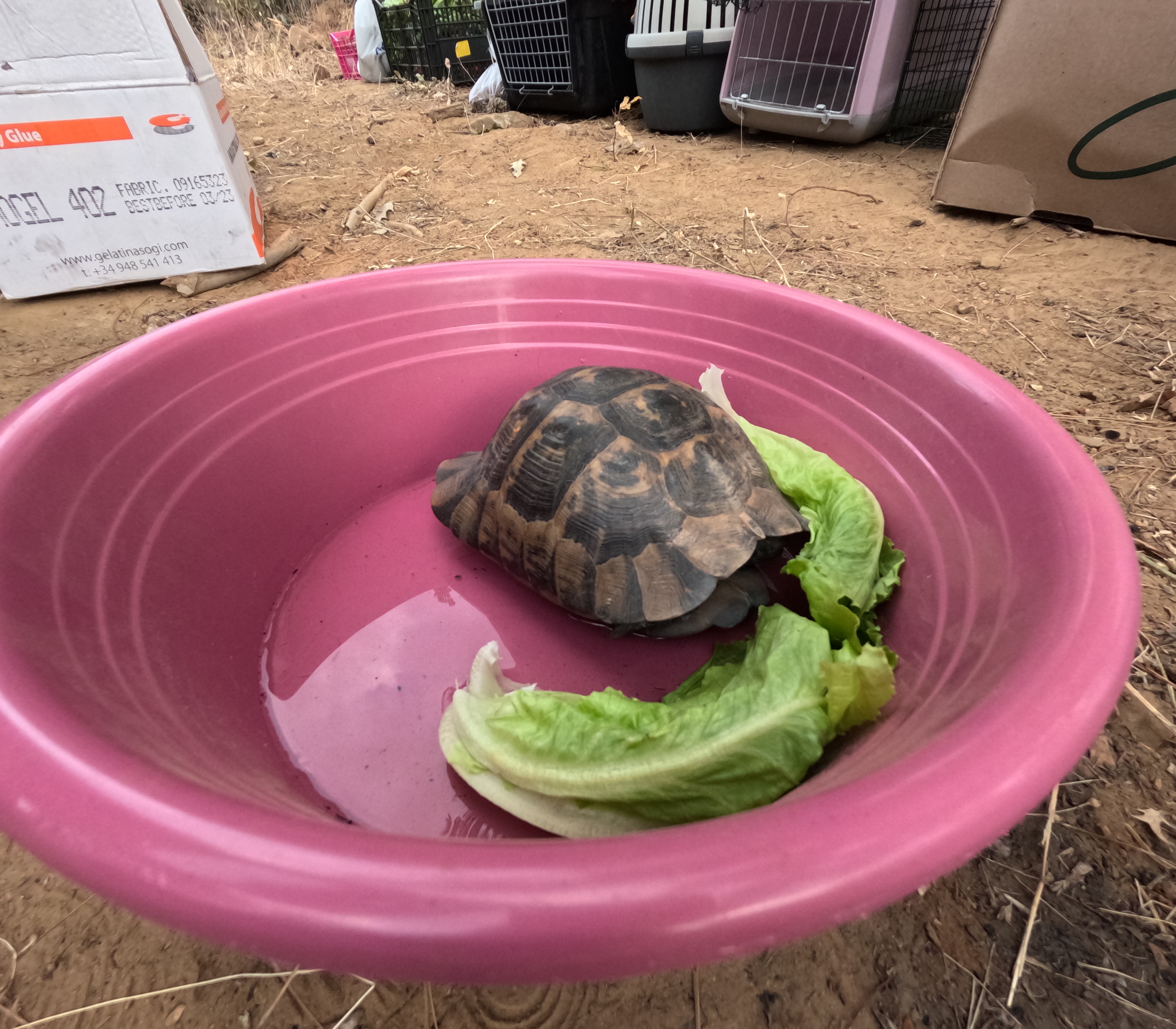 Φροντίζοντας πληγωμένα ζώα στο καμένο δάσος της Δαδιάς-2
