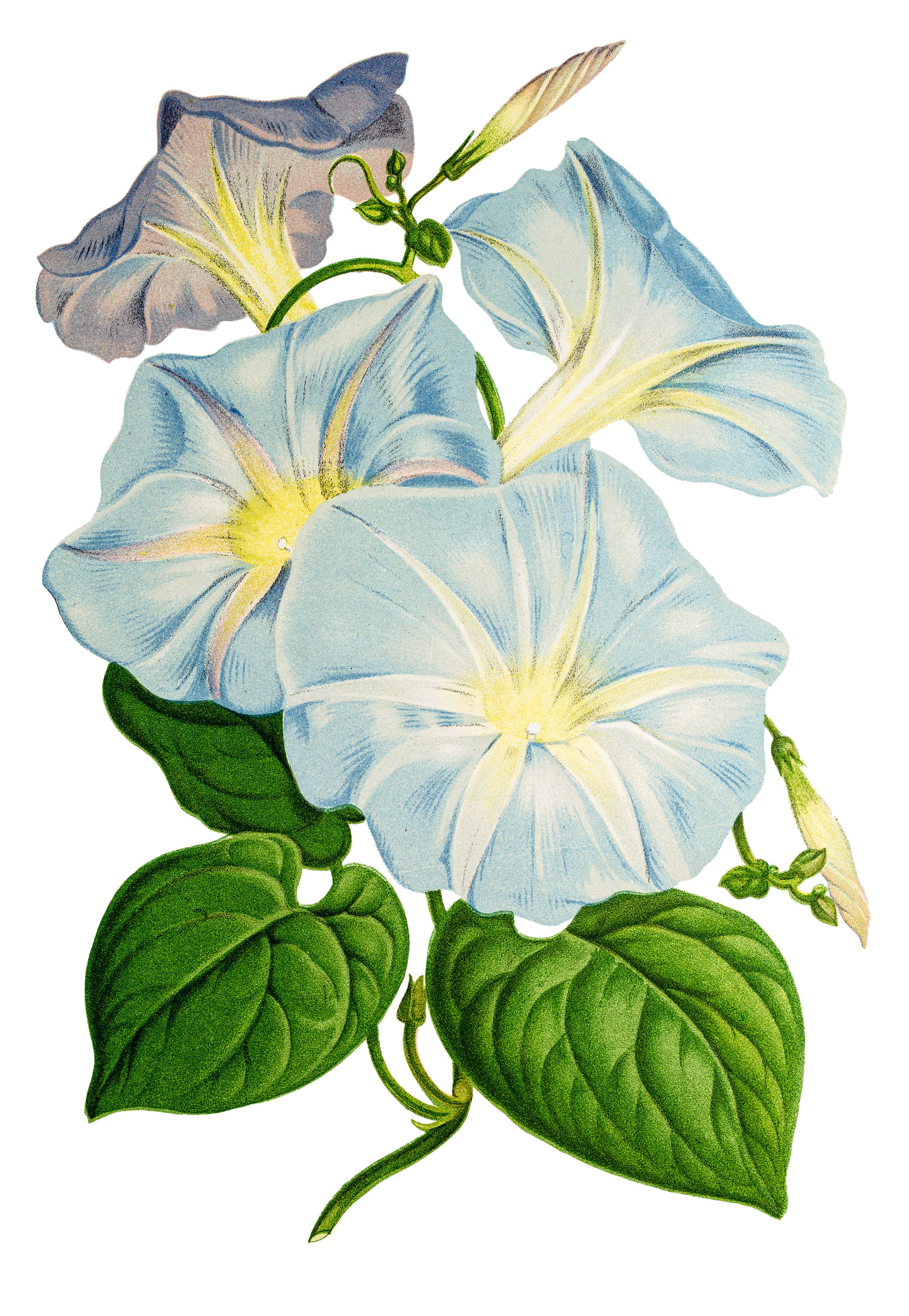 Μανδεβίλα: Το εξωτικό φυτό που αγαπά πολύ τη ζέστη-1