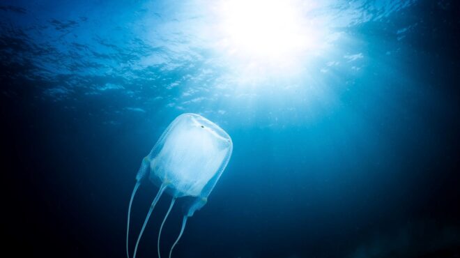 παρότι-ανεγκέφαλες-οι-μέδουσες-μαθ-562636906
